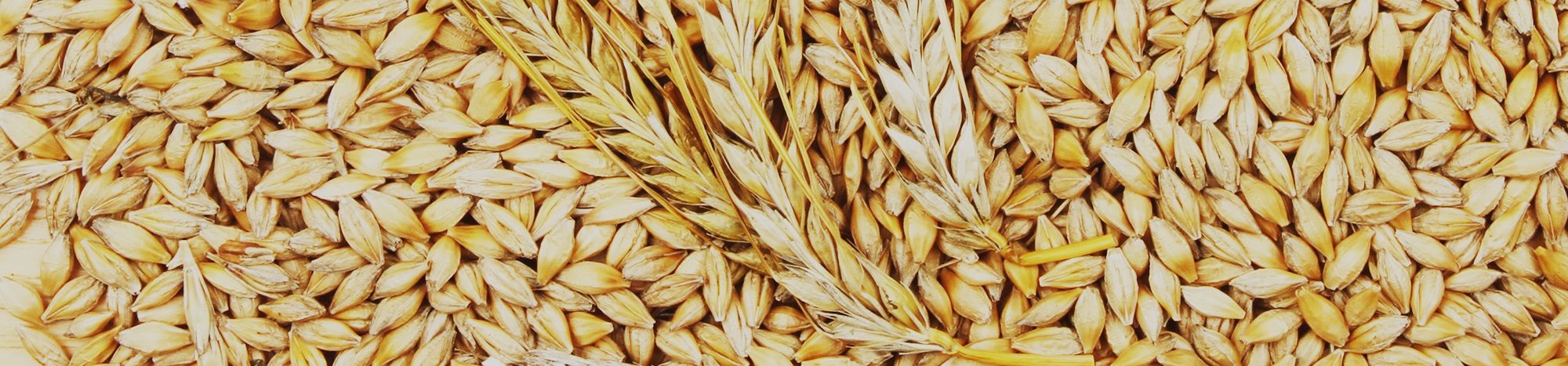 Grain